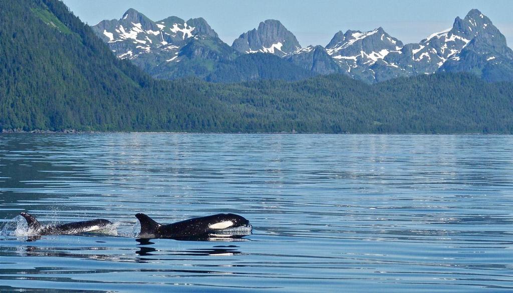 Humpback whales, killer whales and sea otters are common sights in the Sound. © Tony Fleming